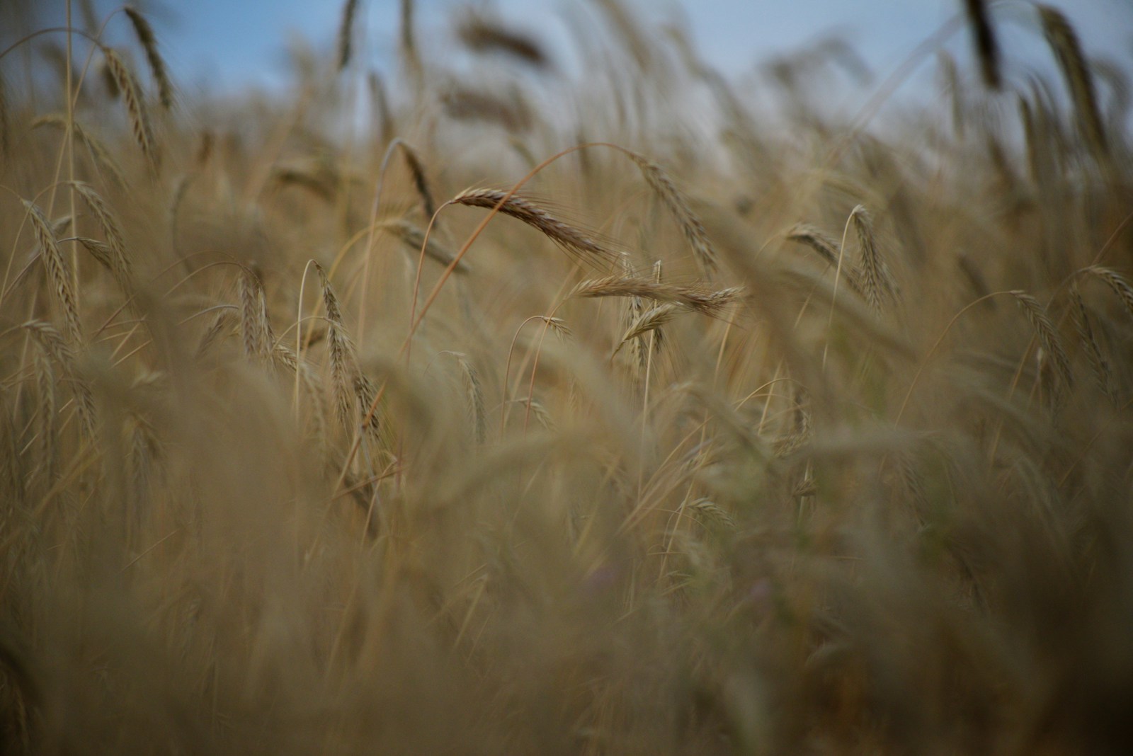 A field of tall grass with a blue sky in the background